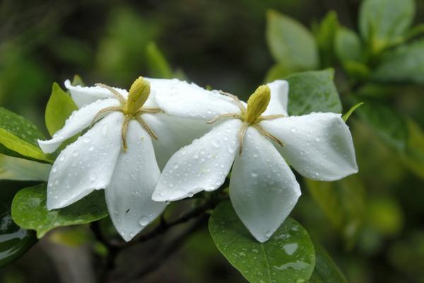 栀子花通常什么时候开？栀子花的家庭栽培方法和要点